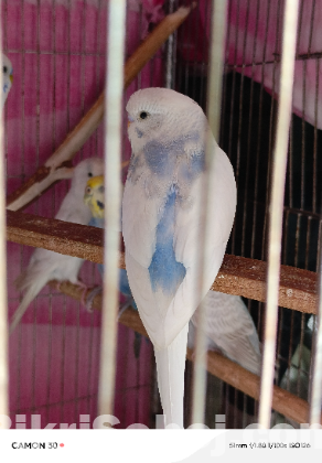 বাজরিগার পাখি।
